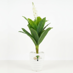 PLANTE DIEFFENBACHIA FLEUR J6-76 BEDEC